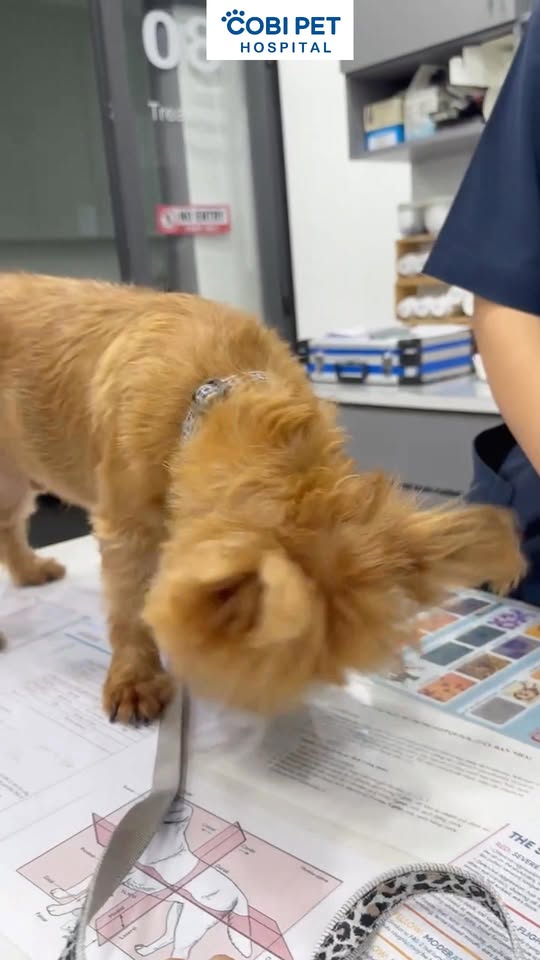 [🆕🇻🇳] Bigsize HT 👕 Top1Fashion 👗  222 , shares-0✔️ , likes-5❤️️ , date-2025-09-26 19:58:44🇻🇳🇻🇳🇻🇳📰🆕