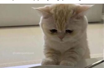 [🆕🇻🇳] B.A Kitchen – Bếp eatclean 🍔 Top1Food  🍜 Tôi sợ bỏ thì phí chứ tôi khum muốn ăn đâu ạ
, shares-0✔️ , likes-2❤️️ , date-2025-09-28 17:16:29🇻🇳🇻🇳🇻🇳📰🆕