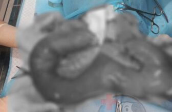 [🆕🇻🇳] Phòng Khám Thú Y Pet One  (CN Quận Tân Phú) 🐶🦜 Top1Pets 🐱🐠  𝐂𝐀̉𝐍𝐇 𝐁𝐀́𝐎 𝐁𝐄̣̂𝐍𝐇 𝐍𝐆𝐔𝐘 𝐇𝐈𝐄̂̉𝐌 𝐎̛̉ 𝐂𝐇𝐎́ 𝐂𝐀́𝐈 – 𝐕𝐈𝐄̂𝐌 𝐓𝐔̛̉ 𝐂𝐔𝐍𝐆𝐕𝐢𝐞̂𝐦 𝐭𝐮̛̉ 𝐜𝐮𝐧𝐠 (𝐏𝐲𝐨𝐦𝐞𝐭𝐫𝐚) là bệnh lý phụ khoa rất thường gặp ở chó cái, đặc biệt ở những  , shares-0✔️ , likes-12❤️️ , date-2025-09-29 23:32:16🐶🐱🇻🇳🇻🇳🇻🇳📰🆕