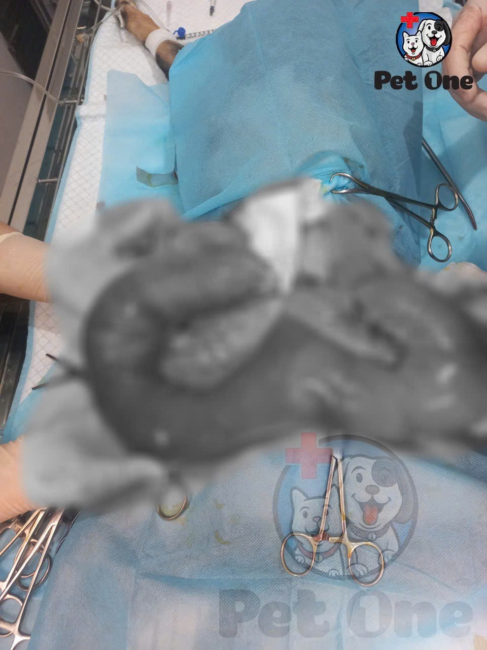 [🆕🇻🇳] Phòng Khám Thú Y Pet One  (CN Quận Tân Phú) 🐶🦜 Top1Pets 🐱🐠  𝐂𝐀̉𝐍𝐇 𝐁𝐀́𝐎 𝐁𝐄̣̂𝐍𝐇 𝐍𝐆𝐔𝐘 𝐇𝐈𝐄̂̉𝐌 𝐎̛̉ 𝐂𝐇𝐎́ 𝐂𝐀́𝐈 – 𝐕𝐈𝐄̂𝐌 𝐓𝐔̛̉ 𝐂𝐔𝐍𝐆𝐕𝐢𝐞̂𝐦 𝐭𝐮̛̉ 𝐜𝐮𝐧𝐠 (𝐏𝐲𝐨𝐦𝐞𝐭𝐫𝐚) là bệnh lý phụ khoa rất thường gặp ở chó cái, đặc biệt ở những  , shares-0✔️ , likes-12❤️️ , date-2025-09-29 23:32:16🐶🐱🇻🇳🇻🇳🇻🇳📰🆕