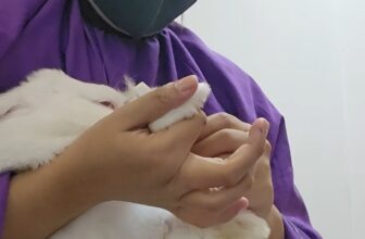 [🆕🇻🇳] Loppy Pet’s Home 🐶🦜 Top1Pets 🐱🐠 Hôm trước,  theo yêu cầu đặt lịch của Tình nguyện viên, Loppy vừa spa cho 2 bé thỏ bị bỏ rơi với chi phí 0đ
Hôm nay, nhân ngày mưa gió bão bùng, Loppy xi , shares-1✔️ , likes-15❤️️ , date-2025-09-30 22:29:20🐶🐱🇻🇳🇻🇳🇻🇳📰🆕