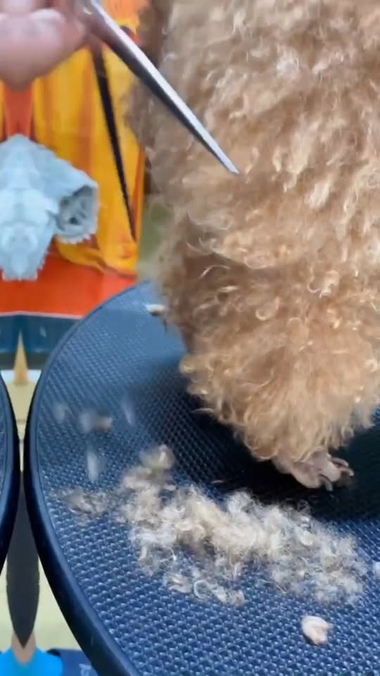 [🆕🇻🇳] Pet’s Home – Hệ thống cửa hàng thú cưng 🐶🦜 Top1Pets 🐱🐠 Nhiễu điều phủ lấy giá gương
Đi Spa thì đến Pet’s Home khỏi bàn!Thơ thẫn thờ tí thui, chứ mấy nàng mấy chàng nhỏ ghé Pet’s Home đi Spa đó nghe, Pet’s H , shares-0✔️ , likes-1❤️️ , date-2025-10-02 16:01:10🐶🐱🇻🇳🇻🇳🇻🇳📰🆕