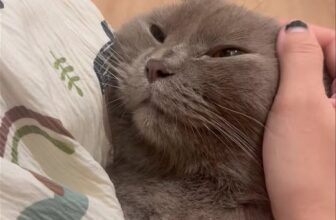 [🆕🇻🇳] Mướp Catnest – Khách sạn mèo, Pet Hotel 🐶🦜 Top1Pets 🐱🐠 Ru em bé ngủ , shares-0✔️ , likes-5❤️️ , date-2025-10-01 03:05:31🐶🐱🇻🇳🇻🇳🇻🇳📰🆕