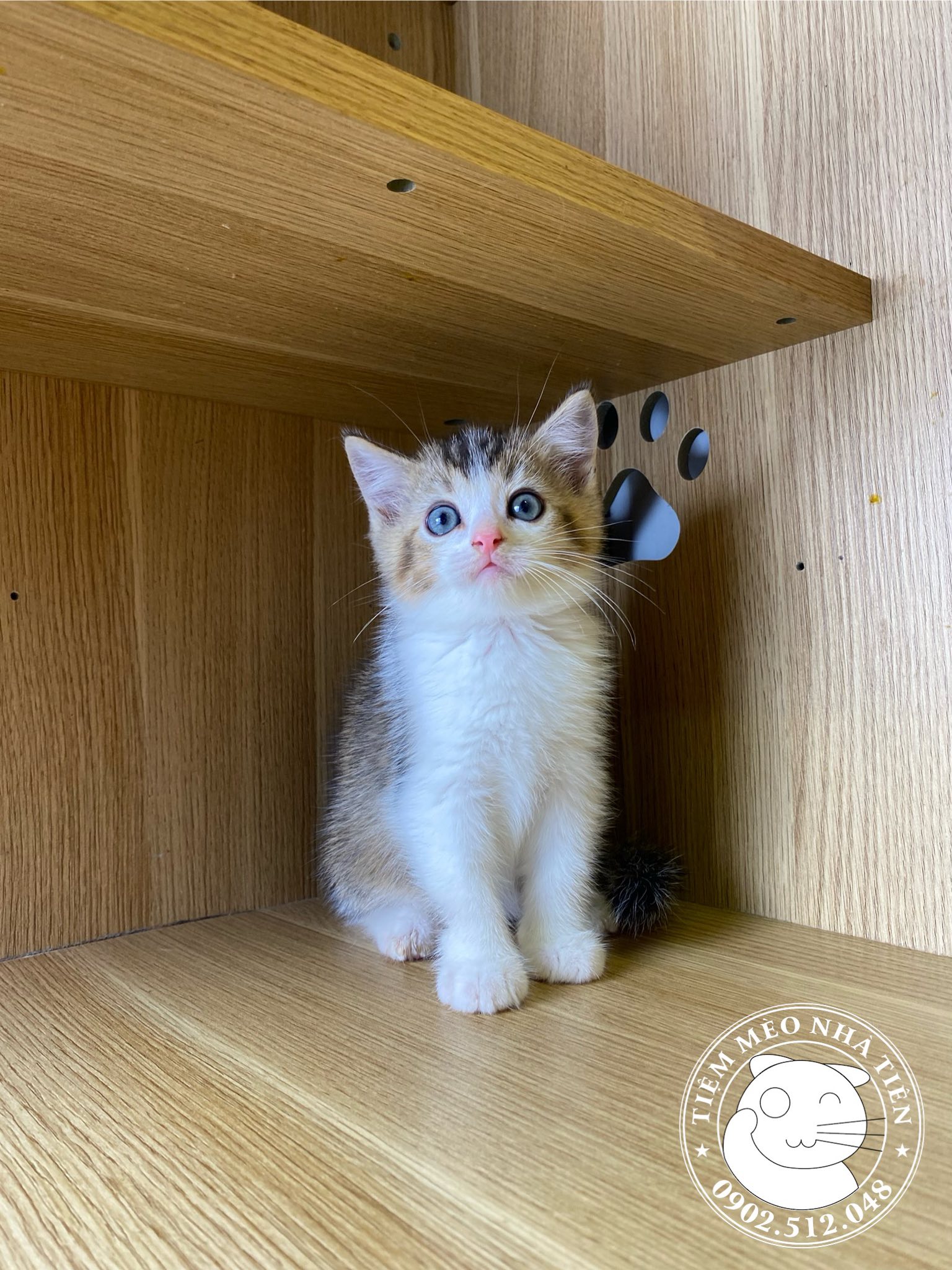 [🆕🇻🇳] Tiệm Mèo Nhà Tiên 🐶🦜 Top1Pets 🐱🐠 Babe tháng 10 chờ đợi Ba Mẹ đây ạ
—-
Add: 242/16/10 Lê Đình Cẩn, Tân Tạo, Bình Tân
Web: tiemmeonhatien.vn
Zalo:#tiemmeonhatien
, shares-0✔️ , likes-8❤️️ , date-2025-10-03 03:11:27🐶🐱🇻🇳🇻🇳🇻🇳📰🆕