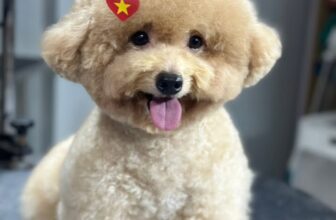 [🆕🇻🇳] Tiệm Thú Cưng Nhà Lúa – Hotel & Spa Cắt Tỉa Lông Thú Cưng Bình Dương 🐶🦜 Top1Pets 🐱🐠 Nhà Lúa lúc nào cũng đông vui, k riêng cuối tuần
Ngày mưa đầu tuần, chill cùng mấy bé thoaii
#tiemthucungnhalua  #mỹhậunguyễn  #CắttỉalôngchómèoBìnhDươ , shares-0✔️ , likes-9❤️️ , date-2025-09-29 19:32:43🐶🐱🇻🇳🇻🇳🇻🇳📰🆕