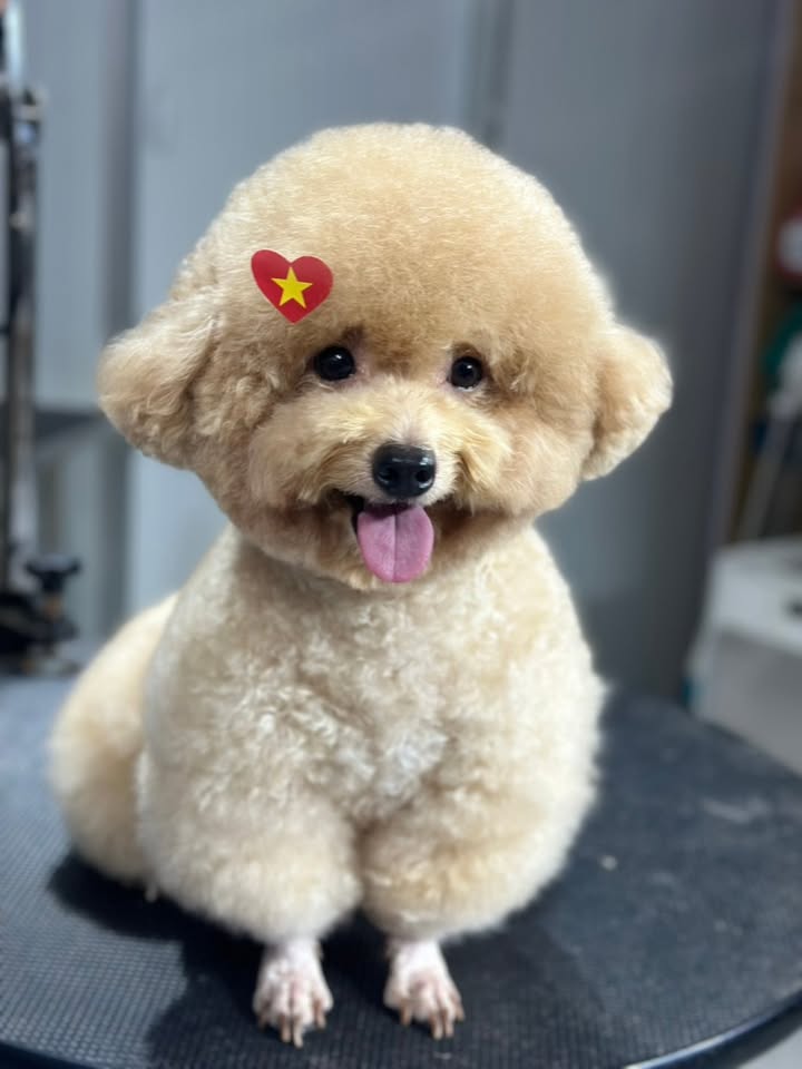 [🆕🇻🇳] Tiệm Thú Cưng Nhà Lúa – Hotel & Spa Cắt Tỉa Lông Thú Cưng Bình Dương 🐶🦜 Top1Pets 🐱🐠 Nhà Lúa lúc nào cũng đông vui, k riêng cuối tuần
Ngày mưa đầu tuần, chill cùng mấy bé thoaii
#tiemthucungnhalua  #mỹhậunguyễn  #CắttỉalôngchómèoBìnhDươ , shares-0✔️ , likes-9❤️️ , date-2025-09-29 19:32:43🐶🐱🇻🇳🇻🇳🇻🇳📰🆕