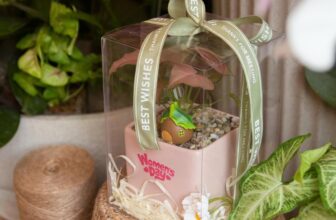 [🆕🇻🇳] Xoaif garden – Cây cảnh mini 🌳 Top1Tree 🍁  20/10 – THAY LỜI YÊU THƯƠNG BẰNG CHẬU CÂY XANHMột món quà nhỏ nhưng đầy tinh tế – Không hoa chóng tàn, không quà xa xỉ. Chậu cây để bàn xinh xắn, gói t , shares-1✔️ , likes-12❤️️ , date-2025-09-30 21:56:09🇻🇳🇻🇳🇻🇳📰🆕