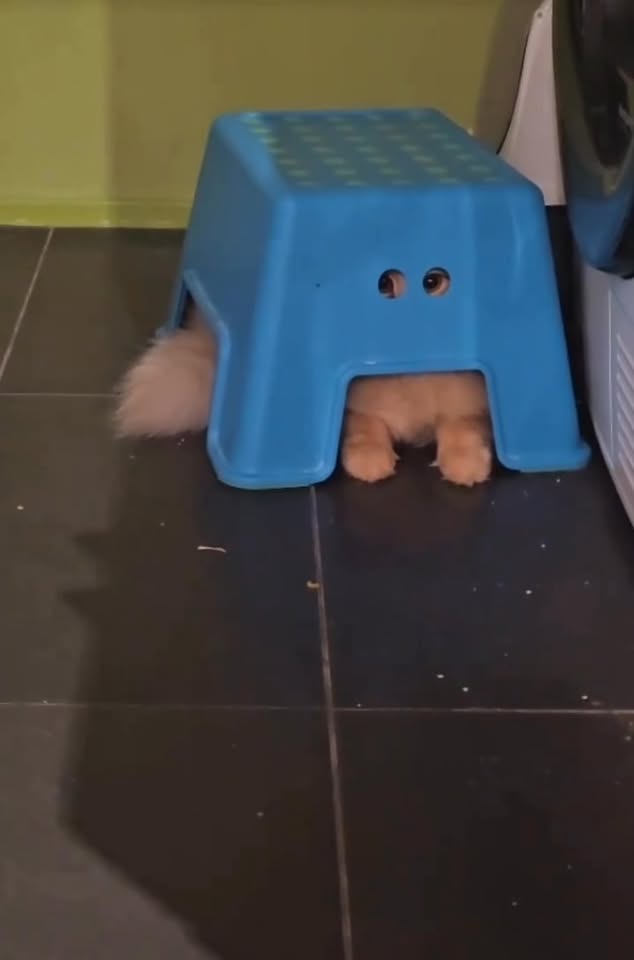 [🆕🇻🇳] Pet Hub Tây Ninh 🐶🦜 Top1Pets 🐱🐠 Niệm thần chú: ” Không ai thấy, không ai thấy, không ai thấy ”
#PetHubTayNinh , shares-0✔️ , likes-2❤️️ , date-2025-09-29 22:54:09🐶🐱🇻🇳🇻🇳🇻🇳📰🆕