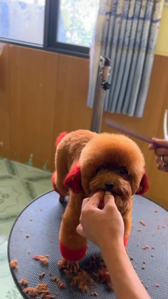 [🆕🇻🇳] Pet’s Home – Hệ thống cửa hàng thú cưng 🐶🦜 Top1Pets 🐱🐠 Nhiễu điều phủ lấy giá gương
Đi Spa thì đến Pet’s Home khỏi bàn!Thơ thẫn thờ tí thui, chứ mấy nàng mấy chàng nhỏ ghé Pet’s Home đi Spa đó nghe, Pet’s H , shares-0✔️ , likes-1❤️️ , date-2025-10-02 16:01:10🐶🐱🇻🇳🇻🇳🇻🇳📰🆕