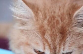 [🆕🇻🇳] BỆNH VIỆN THÚ Y KIM SƠN 46 E2 Nguyễn Văn Đậu, f6. Bình Thạnh 0334547271 🐶🦜 Top1Pets 🐱🐠 Giờ ăn đến rồi… nhưng không phải bé nào cũng chịu ăn đâu nha! Có bé phải đút từng ống nhỏ, có bé nũng nịu phải có bác sĩ dỗ dành năn nỉ mãi mới chịu ăn . , shares-0✔️ , likes-9❤️️ , date-2025-09-29 02:09:46🐶🐱🇻🇳🇻🇳🇻🇳📰🆕