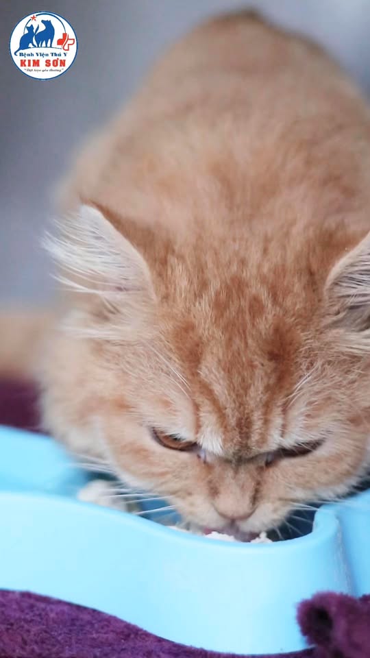 [🆕🇻🇳] BỆNH VIỆN THÚ Y KIM SƠN 46 E2 Nguyễn Văn Đậu, f6. Bình Thạnh 0334547271 🐶🦜 Top1Pets 🐱🐠 Giờ ăn đến rồi… nhưng không phải bé nào cũng chịu ăn đâu nha! Có bé phải đút từng ống nhỏ, có bé nũng nịu phải có bác sĩ dỗ dành năn nỉ mãi mới chịu ăn . , shares-0✔️ , likes-9❤️️ , date-2025-09-29 02:09:46🐶🐱🇻🇳🇻🇳🇻🇳📰🆕