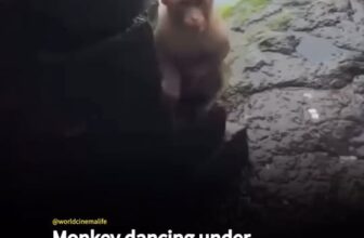 [🆕🇻🇳]  Vinicius Junior – chuyên các sản phẩm thời trang trẻ em bốn mùa 🧑‍🧒❤️️👶⭐️  , shares-0✔️ , likes-1❤️️ , date-2025-10-02 07:20:06🇻🇳🇻🇳🇻🇳📰🆕