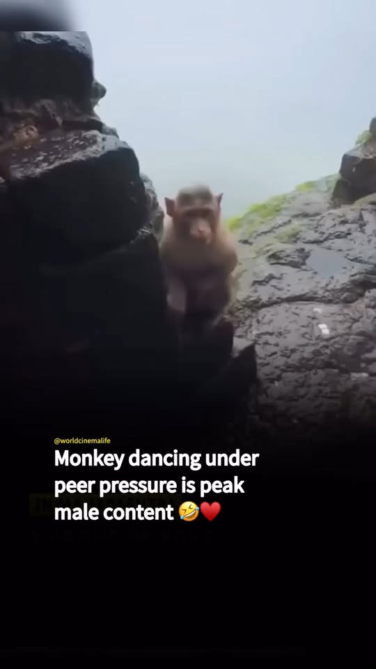 [🆕🇻🇳]  Vinicius Junior – chuyên các sản phẩm thời trang trẻ em bốn mùa 🧑‍🧒❤️️👶⭐️  , shares-0✔️ , likes-1❤️️ , date-2025-10-02 07:20:06🇻🇳🇻🇳🇻🇳📰🆕