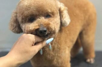 [🆕🇻🇳] Rainiz – Siêu Thị Thú Cưng 🐶🦜 Top1Pets 🐱🐠  Spa thú cưng tại Rainiz – nơi Boss được yêu thương và chăm sóc tận tìnhMỗi lần các bé đến Rainiz, không chỉ đơn giản là tắm rửa sạch sẽ, mà còn được:
, shares-0✔️ , likes-2❤️️ , date-2025-09-30 03:01:19🐶🐱🇻🇳🇻🇳🇻🇳📰🆕