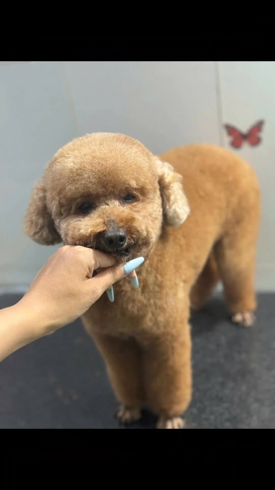 [🆕🇻🇳] Rainiz – Siêu Thị Thú Cưng 🐶🦜 Top1Pets 🐱🐠  Spa thú cưng tại Rainiz – nơi Boss được yêu thương và chăm sóc tận tìnhMỗi lần các bé đến Rainiz, không chỉ đơn giản là tắm rửa sạch sẽ, mà còn được:
, shares-0✔️ , likes-2❤️️ , date-2025-09-30 03:01:19🐶🐱🇻🇳🇻🇳🇻🇳📰🆕