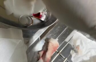 [🆕🇻🇳] Phòng Khám Thú Y BẮC NINH 🐶🦜 Top1Pets 🐱🐠  , shares-0✔️ , likes-0❤️️ , date-2025-09-29 20:12:25🐶🐱🇻🇳🇻🇳🇻🇳📰🆕