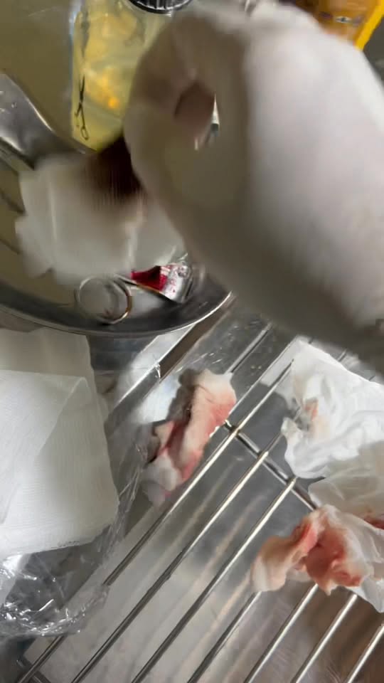 [🆕🇻🇳] Phòng Khám Thú Y BẮC NINH 🐶🦜 Top1Pets 🐱🐠  , shares-0✔️ , likes-0❤️️ , date-2025-09-29 20:12:25🐶🐱🇻🇳🇻🇳🇻🇳📰🆕