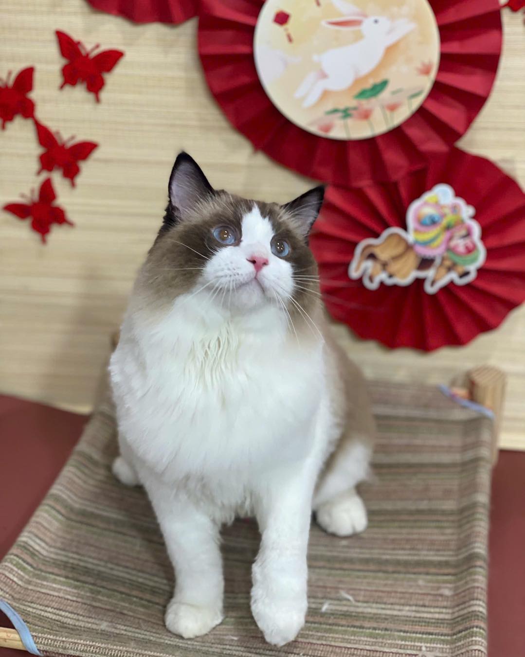 [🆕🇻🇳] Phòng Khám Thú Y NuTa 🐶🦜 Top1Pets 🐱🐠 Mlem mlem quá đã,,,,,__________________________________________
𝐏𝐇Ò𝐍𝐆 𝐊𝐇Á𝐌 𝐓𝐇Ú 𝐘 𝐍𝐔𝐓𝐀
: CHUYÊN: ĐIỀU TRỊ – SIÊU ÂM – XÉT NGHIỆM – PHẪU THUẬT – S , shares-0✔️ , likes-4❤️️ , date-2025-10-01 18:21:58🐶🐱🇻🇳🇻🇳🇻🇳📰🆕