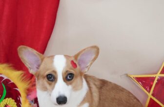 [🆕🇻🇳] BAMIN PET HOME Cần Thơ – Cửa hàng chăm sóc thú cưng & dịch vụ Gromming 🐶🦜 Top1Pets 🐱🐠 Đừng có dễ ghét nữa
Mà hãy dễ chịu, dễ thương, dễ gần𝐅𝐮𝐥𝐥 𝐜𝐨𝐦𝐛𝐨 𝐥𝐚̀𝐦 đ𝐞̣𝐩 𝐛𝐚𝐨 𝐠𝐨̂̀𝐦 :
-Cạo lông bàn chân, bụng, hậu môn
-Cắt móng + mài móng
-Vệ sinh t , shares-3✔️ , likes-4❤️️ , date-2025-10-01 15:49:34🐶🐱🇻🇳🇻🇳🇻🇳📰🆕