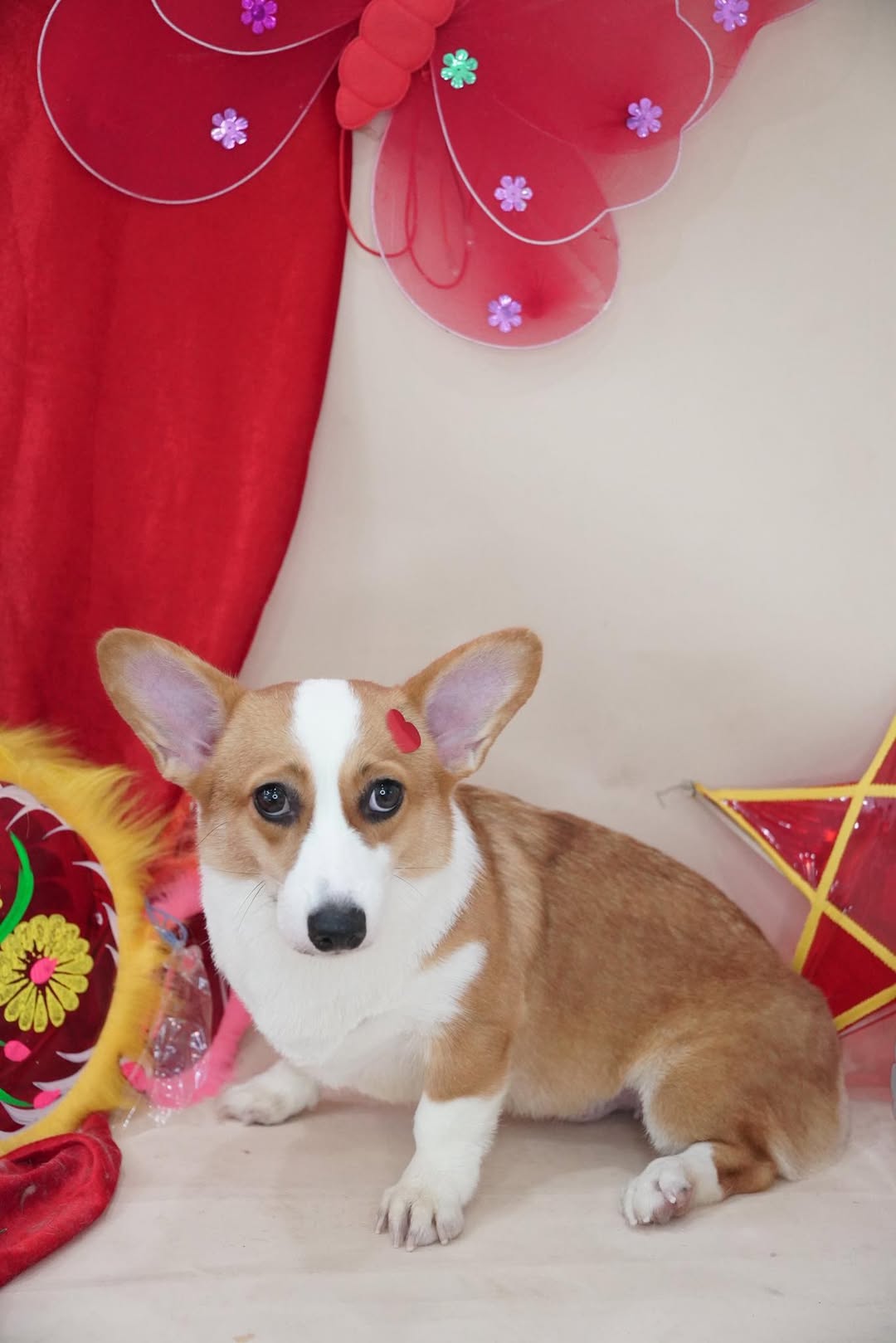 [🆕🇻🇳] BAMIN PET HOME Cần Thơ – Cửa hàng chăm sóc thú cưng & dịch vụ Gromming 🐶🦜 Top1Pets 🐱🐠 Đừng có dễ ghét nữa
Mà hãy dễ chịu, dễ thương, dễ gần𝐅𝐮𝐥𝐥 𝐜𝐨𝐦𝐛𝐨 𝐥𝐚̀𝐦 đ𝐞̣𝐩 𝐛𝐚𝐨 𝐠𝐨̂̀𝐦 :
-Cạo lông bàn chân, bụng, hậu môn
-Cắt móng + mài móng
-Vệ sinh t , shares-3✔️ , likes-4❤️️ , date-2025-10-01 15:49:34🐶🐱🇻🇳🇻🇳🇻🇳📰🆕