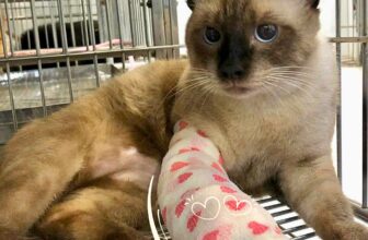 [🆕🇻🇳] Phòng Khám Thú Y Tín Thơ – Bình Dương 🐶🦜 Top1Pets 🐱🐠 Khi mình lỡ báo ông bà già, thì chỉ cần nở 1 nụ cười thiệt tự tin  Chuyện còn lại cứ để team nhà cô Thơ loNhiều năm trở lại đây, Tín Thơ ứng dụng phương  , shares-0✔️ , likes-10❤️️ , date-2025-10-08 02:00:06🐶🐱🇻🇳🇻🇳🇻🇳📰🆕