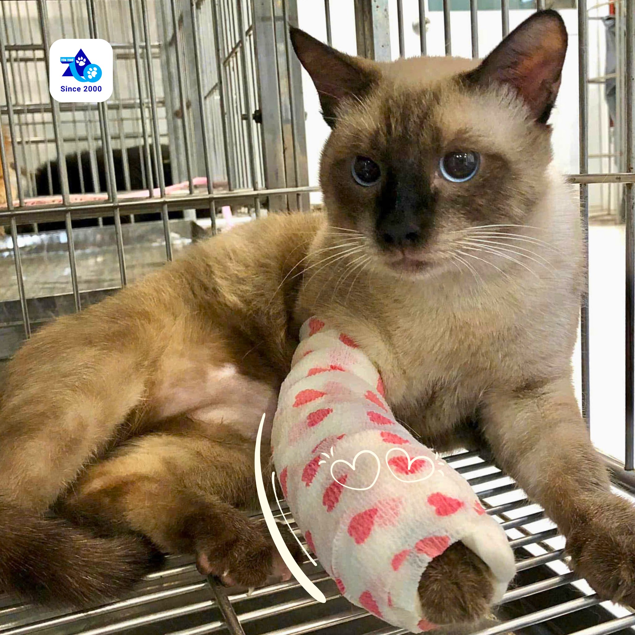 [🆕🇻🇳] Phòng Khám Thú Y Tín Thơ – Bình Dương 🐶🦜 Top1Pets 🐱🐠 Khi mình lỡ báo ông bà già, thì chỉ cần nở 1 nụ cười thiệt tự tin  Chuyện còn lại cứ để team nhà cô Thơ loNhiều năm trở lại đây, Tín Thơ ứng dụng phương  , shares-0✔️ , likes-10❤️️ , date-2025-10-08 02:00:06🐶🐱🇻🇳🇻🇳🇻🇳📰🆕