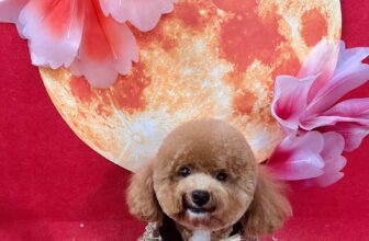 [🆕🇻🇳] Mon&Pet  🐶🦜 Top1Pets 🐱🐠  Mon&Pet – Spa đẳng cấp cho thú cưng!
Bạn muốn bé cưng luôn sạch sẽ – thơm tho – lông mượt óng ả? Hãy để Mon&Pet Spa chăm sóc với dịch vụ chuyên nghiệp, t , shares-0✔️ , likes-2❤️️ , date-2025-10-02 17:14:02🐶🐱🇻🇳🇻🇳🇻🇳📰🆕