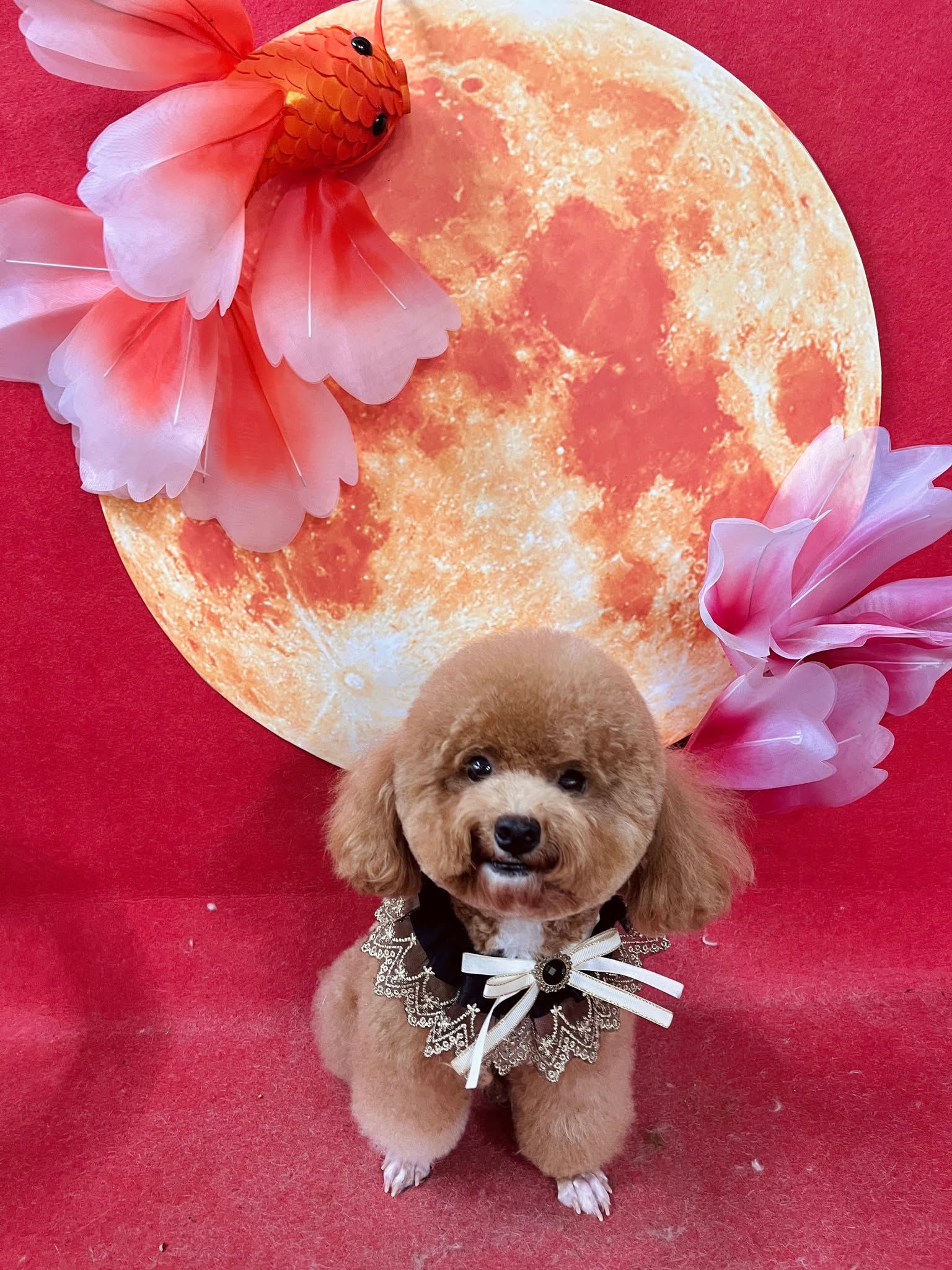 [🆕🇻🇳] Mon&Pet  🐶🦜 Top1Pets 🐱🐠  Mon&Pet – Spa đẳng cấp cho thú cưng!
Bạn muốn bé cưng luôn sạch sẽ – thơm tho – lông mượt óng ả? Hãy để Mon&Pet Spa chăm sóc với dịch vụ chuyên nghiệp, t , shares-0✔️ , likes-2❤️️ , date-2025-10-02 17:14:02🐶🐱🇻🇳🇻🇳🇻🇳📰🆕