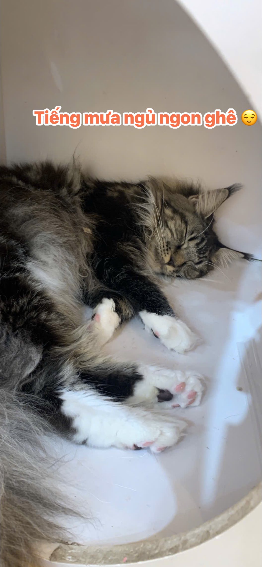 [☕️🇻🇳] Tiệm Cafe Mèo JennyMiaw – PetSpa 🥤 Top1Coffee ☕️ [Thông báo nghỉ tối nay ạaa]
Tình hình là mưa bão gió to đùng đùng, nên ngoài các thanh niên vượt mưa gió đi cho mèo ăn chúng em ra, thì em nghĩ không ai  , shares-0✔️ , likes-3❤️️ , date-2025-09-29 21:21:59🇻🇳🇻🇳🇻🇳📰🆕