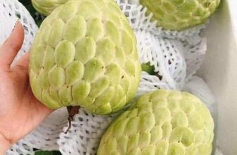 [🆕🇻🇳] Hương Thảo food and Fruits – Cửa hàng thực phẩm tự nhiên 🍔 Top1Food  🍜  NA THÁI TO NGON VIP : 115K/KY
, shares-0✔️ , likes-0❤️️ , date-2025-10-07 14:43:08🇻🇳🇻🇳🇻🇳📰🆕