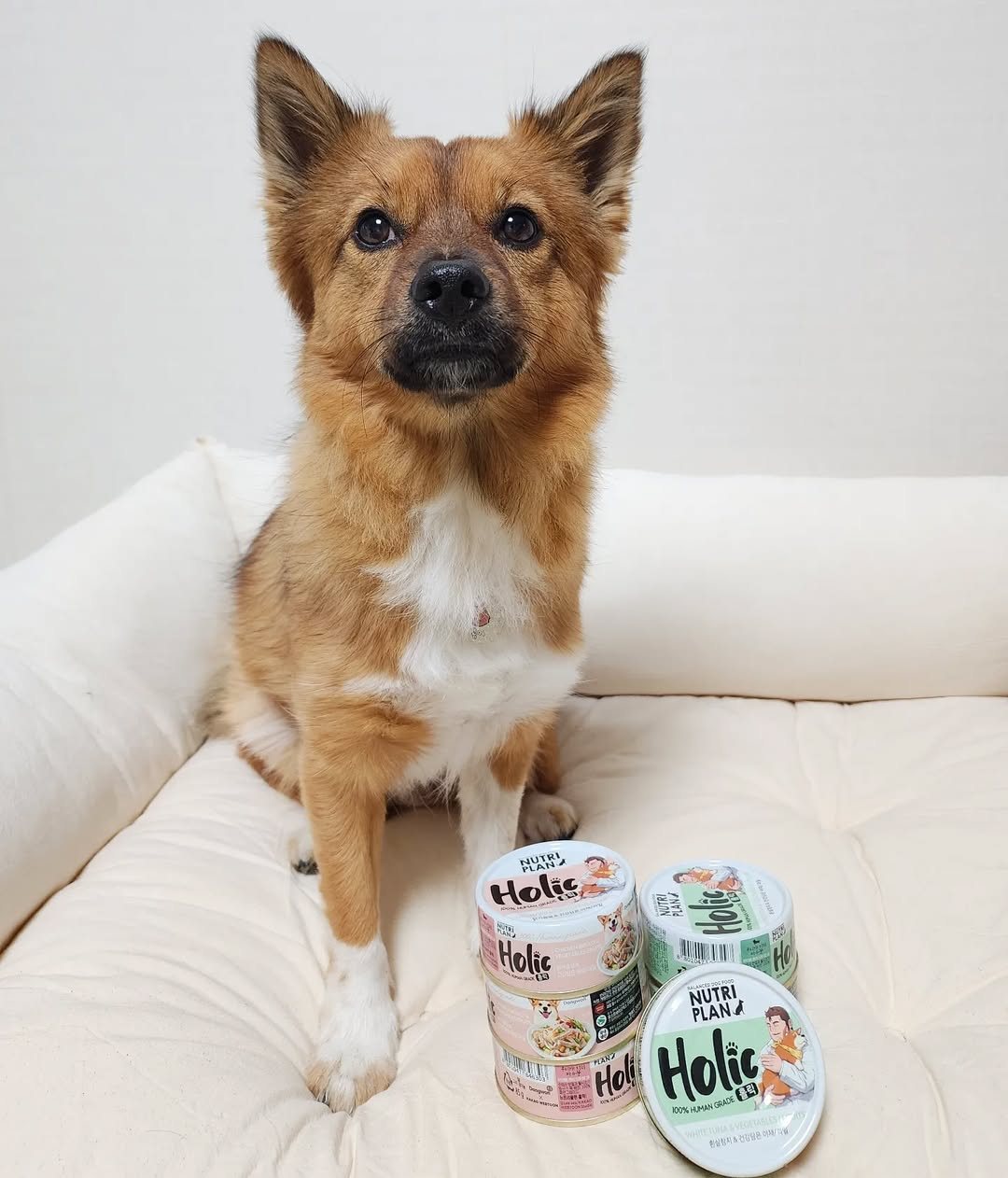 [🆕🇻🇳] Samyang Anipharm Việt Nam  (Thế giới thú cưng) 🐶🦜 Top1Pets 🐱🐠  Nutri Plan Holic – Bữa ăn ướt chuẩn ngon, chuẩn khỏe cho cún cưng!Với hơn 40 năm kinh nghiệm làm Dongwon Tuna và 30 năm nghiên cứu pet food, Nutri Pla , shares-0✔️ , likes-7❤️️ , date-2025-09-30 18:16:34🐶🐱🇻🇳🇻🇳🇻🇳📰🆕