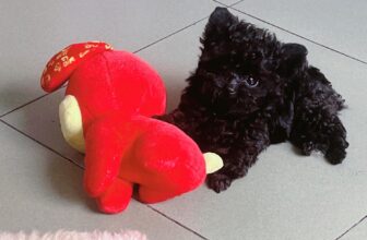 [🆕🇻🇳] Poodle Sky 🐶🦜 Top1Pets 🐱🐠 Đồng Tháp chào bé Than Quảng Ninh
, shares-0✔️ , likes-2❤️️ , date-2025-10-05 07:03:54🐶🐱🇻🇳🇻🇳🇻🇳📰🆕