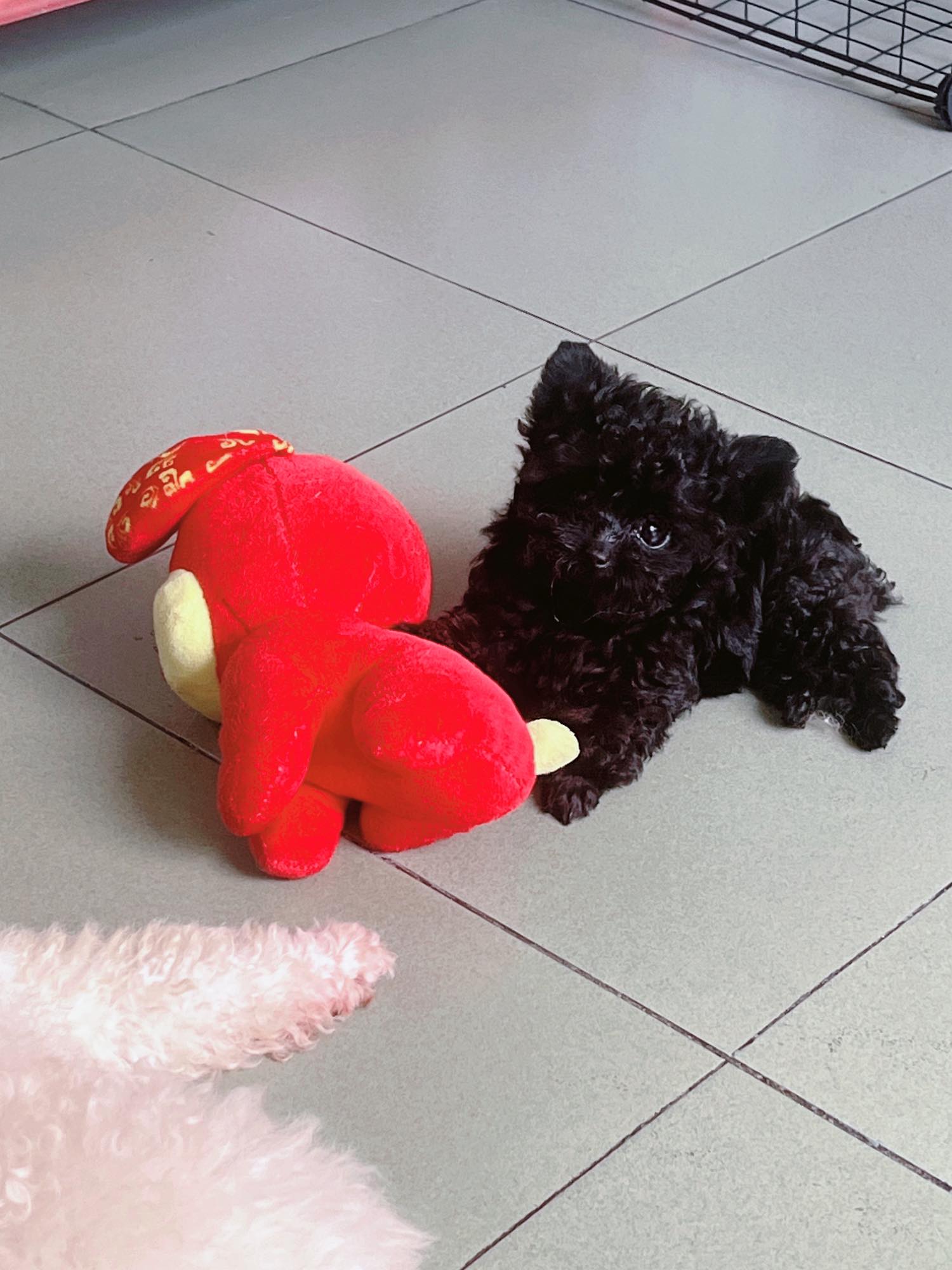 [🆕🇻🇳] Poodle Sky 🐶🦜 Top1Pets 🐱🐠 Đồng Tháp chào bé Than Quảng Ninh
, shares-0✔️ , likes-2❤️️ , date-2025-10-05 07:03:54🐶🐱🇻🇳🇻🇳🇻🇳📰🆕