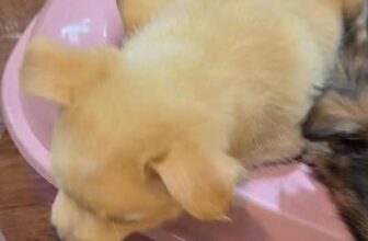 [🆕🇻🇳] SADO PETs 🐶🦜 Top1Pets 🐱🐠 TẶNG mấy bé Nhật Lai
Về nhà mới yêu thương  , shares-0✔️ , likes-0❤️️ , date-2025-10-01 23:06:26🐶🐱🇻🇳🇻🇳🇻🇳📰🆕