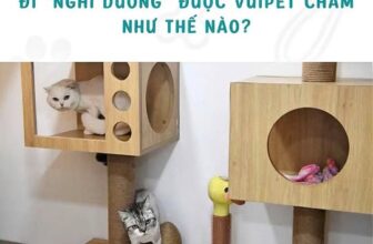 [🆕🇻🇳] VuiPet- Cung cấp dịch vụ chăm sóc thú cưng cao cấp 🐶🦜 Top1Pets 🐱🐠 Đi “nghỉ dưỡng” ở VuiPet cùng 3 anh em Mèo nhe!!   #VuiPet #MuốnVuiNuôiPet #petcare #cathotel #khachsanchomeo , shares-0✔️ , likes-5❤️️ , date-2025-10-01 17:27:33🐶🐱🇻🇳🇻🇳🇻🇳📰🆕