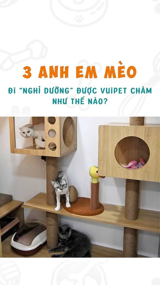 [🆕🇻🇳] VuiPet- Cung cấp dịch vụ chăm sóc thú cưng cao cấp 🐶🦜 Top1Pets 🐱🐠 Đi “nghỉ dưỡng” ở VuiPet cùng 3 anh em Mèo nhe!!   #VuiPet #MuốnVuiNuôiPet #petcare #cathotel #khachsanchomeo , shares-0✔️ , likes-5❤️️ , date-2025-10-01 17:27:33🐶🐱🇻🇳🇻🇳🇻🇳📰🆕