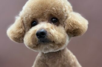 [🆕🇻🇳] LanLan Pet – Hà Nội 🐶🦜 Top1Pets 🐱🐠  Cún yêu mới đi spa về, xinh như gấu bông
———————————
Chi nhánh Hà Nội:
Cơ sở 1: 52B Hàng Bún, Ba Đình, Hà Nội
Cơ sở 2: Biệt Thự Số 38, Dãy B, Lô N.09, , shares-0✔️ , likes-2❤️️ , date-2025-09-30 18:30:03🐶🐱🇻🇳🇻🇳🇻🇳📰🆕