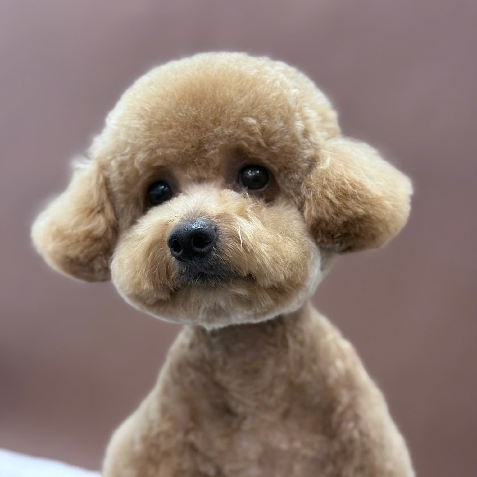 [🆕🇻🇳] LanLan Pet – Hà Nội 🐶🦜 Top1Pets 🐱🐠  Cún yêu mới đi spa về, xinh như gấu bông
———————————
Chi nhánh Hà Nội:
Cơ sở 1: 52B Hàng Bún, Ba Đình, Hà Nội
Cơ sở 2: Biệt Thự Số 38, Dãy B, Lô N.09, , shares-0✔️ , likes-2❤️️ , date-2025-09-30 18:30:03🐶🐱🇻🇳🇻🇳🇻🇳📰🆕