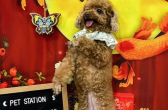 [🆕🇻🇳] Pet Station VN 🐶🦜 Top1Pets 🐱🐠 Sắp Trung Thu rồi “Sen” đã sắm đèn cho “Boss” chưa dợ𝗞𝗵𝗮́𝗰𝗵 𝘀𝗮̣𝗻 𝘁𝗵𝘂́ 𝗰𝘂̛𝗻𝗴 | 𝗚𝗿𝗼𝗼𝗺𝗶𝗻𝗴 | 𝗦𝗽𝗮 | 𝗣𝗲𝘁 𝘀𝗵𝗼𝗽
✿ Đừng ngại ngần inbox Trạm để được tư vấn và đặ , shares-0✔️ , likes-7❤️️ , date-2025-10-04 22:29:03🐶🐱🇻🇳🇻🇳🇻🇳📰🆕