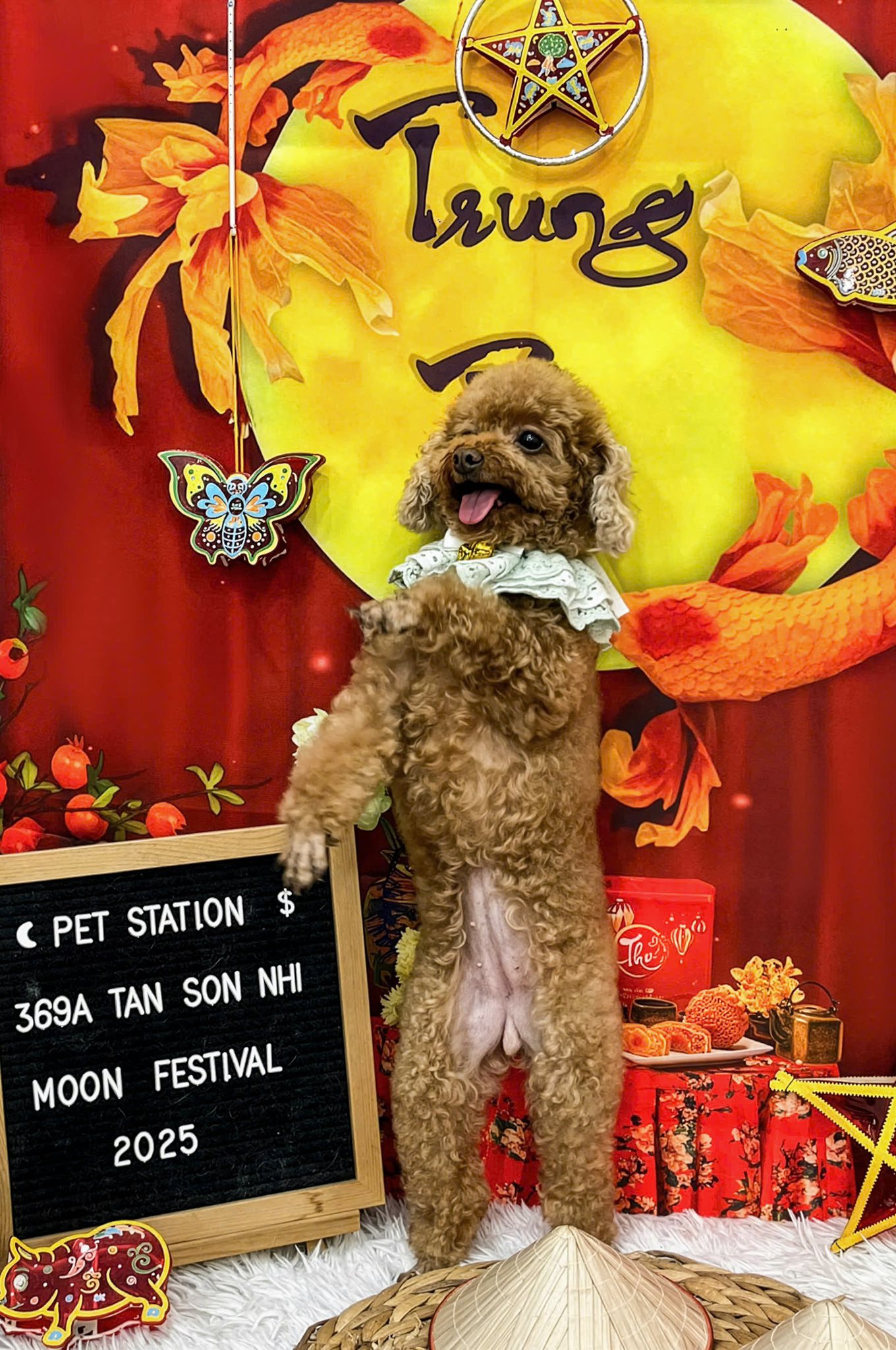 [🆕🇻🇳] Pet Station VN 🐶🦜 Top1Pets 🐱🐠 Sắp Trung Thu rồi “Sen” đã sắm đèn cho “Boss” chưa dợ𝗞𝗵𝗮́𝗰𝗵 𝘀𝗮̣𝗻 𝘁𝗵𝘂́ 𝗰𝘂̛𝗻𝗴 | 𝗚𝗿𝗼𝗼𝗺𝗶𝗻𝗴 | 𝗦𝗽𝗮 | 𝗣𝗲𝘁 𝘀𝗵𝗼𝗽
✿ Đừng ngại ngần inbox Trạm để được tư vấn và đặ , shares-0✔️ , likes-7❤️️ , date-2025-10-04 22:29:03🐶🐱🇻🇳🇻🇳🇻🇳📰🆕