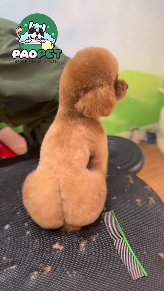 [🆕🇻🇳] PAO PET – CN Tân Bình – 10 Bàu Cát 1, P.14, Tân Bình, TPHCM 🐶🦜 Top1Pets 🐱🐠 𝐂𝐡𝐨𝐨𝐬𝐞 𝐏𝐚𝐨 𝐏𝐞𝐭 – 𝐂𝐡𝐨𝐨𝐬𝐞 𝐓𝐡𝐞 𝐁𝐞𝐬𝐭 𝐅𝐨𝐫 𝐘𝐨𝐮𝐫 𝐏𝐞𝐭𝐬  Hệ thống 4 chi nhánh luôn sẵn sàng phục vụ! Inbox ngay để được tư vấn! Hệ thống chi nhánh:Chi nhánh 1: 142  , shares-0✔️ , likes-2❤️️ , date-2025-10-03 20:39:02🐶🐱🇻🇳🇻🇳🇻🇳📰🆕