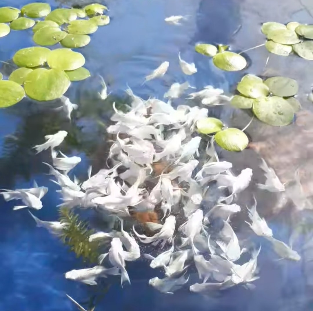 [🆕🇻🇳] Con Yêu Boutique – Thời trang cho bé 🧑‍🧒❤️️👶⭐️ -Mời A.C.E ghé qua tham khảo các d.ò.n.g  bên shop ạk
– Inpox để nhận  hình thực tế ạk.
– Có hộ trợ phí ship ( tuỳ nơi).
, shares-0✔️ , likes-0❤️️ , date-2025-10-02 03:32:22🇻🇳🇻🇳🇻🇳📰🆕