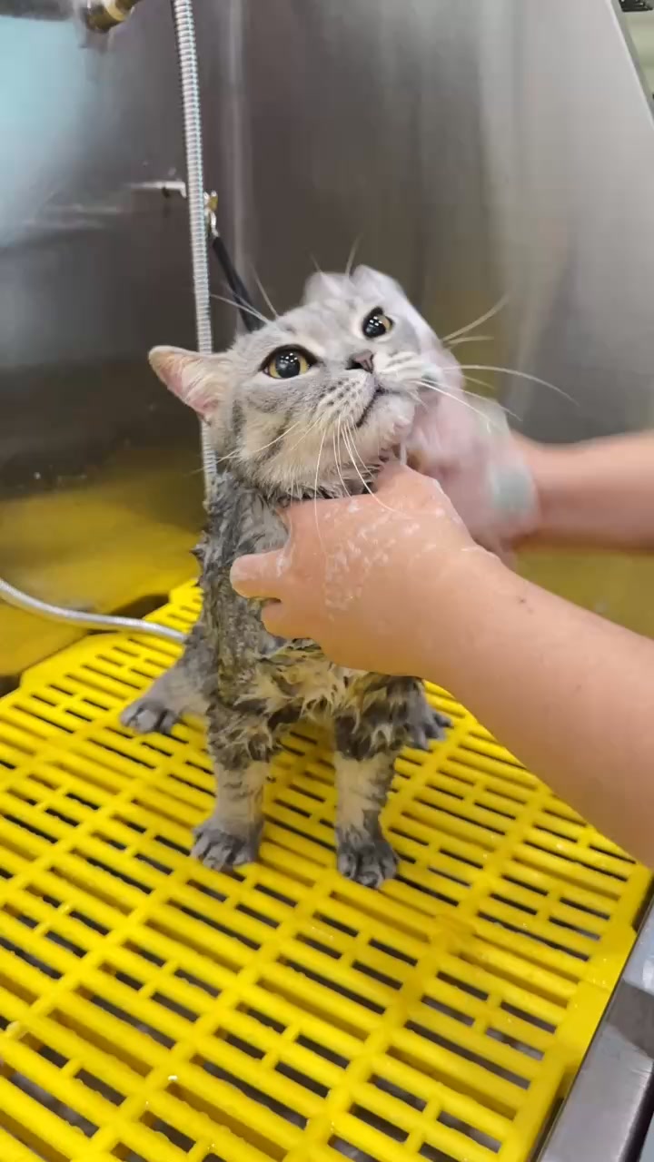 [🆕🇻🇳] TrustVet Animal Hospital – Bệnh Viện Thú Y 🐶🦜 Top1Pets 🐱🐠 Spa An Toàn Tuyệt Đối Cho Boss!
Spa & Grooming tại TrustVet không chỉ là làm đẹp, mà còn là chăm sóc sức khỏe toàn diện.Ưu tiên hàng đầu của chúng tôi l , shares-0✔️ , likes-5❤️️ , date-2025-10-25 01:01:37🐶🐱🇻🇳🇻🇳🇻🇳📰🆕