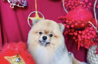 [🆕🇻🇳] Chip’s PetShop – Khách Sạn Thú Cưng 🐶🦜 Top1Pets 🐱🐠 Model này rất nghệ
Sản phẩm do học viên thực hiện
, shares-0✔️ , likes-3❤️️ , date-2025-09-30 17:28:55🐶🐱🇻🇳🇻🇳🇻🇳📰🆕