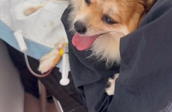 [🆕🇻🇳] Bệnh Viện Thú Y Vetcenter 🐶🦜 Top1Pets 🐱🐠 Ali bị tụt canci lần 2 , nhờ gia đình chở đến Vetcenter để cấp cứu  Chút xíu khoẻ liền , yên tâm để bác sĩ truyền thuốc nha  , shares-0✔️ , likes-2❤️️ , date-2025-10-01 16:01:02🐶🐱🇻🇳🇻🇳🇻🇳📰🆕