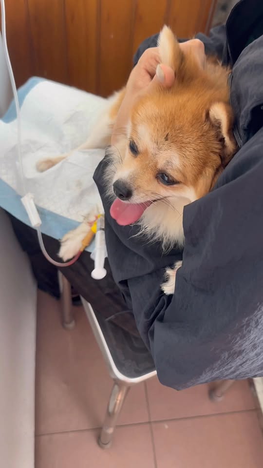 [🆕🇻🇳] Bệnh Viện Thú Y Vetcenter 🐶🦜 Top1Pets 🐱🐠 Ali bị tụt canci lần 2 , nhờ gia đình chở đến Vetcenter để cấp cứu  Chút xíu khoẻ liền , yên tâm để bác sĩ truyền thuốc nha  , shares-0✔️ , likes-2❤️️ , date-2025-10-01 16:01:02🐶🐱🇻🇳🇻🇳🇻🇳📰🆕