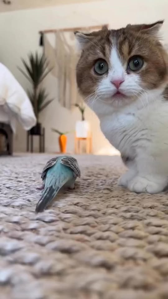 [🆕🇻🇳] PET ME – Sở thú mini giữa lòng Sài Gòn 🐶🦜 Top1Pets 🐱🐠 Nựng người t mà cạp luôn nguyên cái đầu ngta vậy đó  #petme #pet #caphethucung #cat #meo #funnymemes , shares-0✔️ , likes-40❤️️ , date-2025-10-01 16:51:01🐶🐱🇻🇳🇻🇳🇻🇳📰🆕