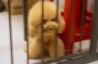 [🆕🇻🇳] Pet Oiii 🐶🦜 Top1Pets 🐱🐠 Bỉ ngạn vàng, 1 mũi 700 ngàn𝙇𝒖̛𝙪 𝒚́: 𝘾𝒂́𝙘 𝙝𝒂̀𝙣𝙝 đ𝒐̣̂𝙣𝙜 𝙩𝙧𝙤𝙣𝙜 𝙘𝙡𝙞𝙥 đ𝒖̛𝒐̛̣𝙘 𝙩𝙝𝒖̛̣𝙘 𝙝𝙞𝒆̣̂𝙣 𝙗𝒐̛̉𝙞 𝙘𝙝𝙪𝙮𝒆̂𝙣 𝙜𝙞𝙖, 𝙠𝙝𝒐̂𝙣𝙜 đ𝒖̛𝒐̛̣𝙘 𝙩𝙝𝒖̛̉ 𝙝𝙤𝒂̣̆𝙘 𝙗𝒂̆́𝙩 𝙘𝙝𝒖̛𝒐̛́𝙘 𝙙𝒖 , shares-0✔️ , likes-2❤️️ , date-2025-10-02 06:35:29🐶🐱🇻🇳🇻🇳🇻🇳📰🆕