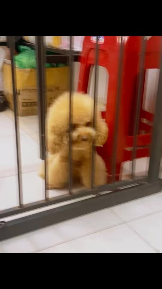 [🆕🇻🇳] Pet’s Home – Hệ thống cửa hàng thú cưng 🐶🦜 Top1Pets 🐱🐠 Nhiễu điều phủ lấy giá gương
Đi Spa thì đến Pet’s Home khỏi bàn!Thơ thẫn thờ tí thui, chứ mấy nàng mấy chàng nhỏ ghé Pet’s Home đi Spa đó nghe, Pet’s H , shares-0✔️ , likes-1❤️️ , date-2025-10-02 16:01:10🐶🐱🇻🇳🇻🇳🇻🇳📰🆕