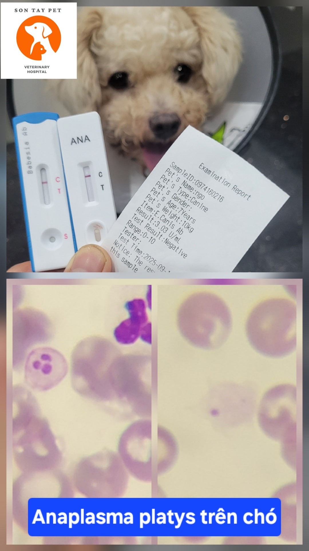 [🆕🇻🇳] Phòng Khám Thú Y Sơn Tây Pet 🐶🦜 Top1Pets 🐱🐠 Kí sinh trùng máu Anaplasma platys như trong sách giáo khoa.
Nôn, bỏ ăn, hoàng đản, suy gan, thiếu máu.
Và cái kết dưới cmt
, shares-0✔️ , likes-4❤️️ , date-2025-10-05 00:56:47🐶🐱🇻🇳🇻🇳🇻🇳📰🆕